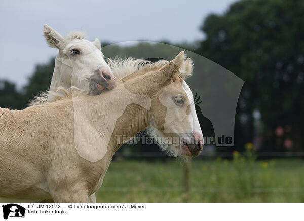 Irish Tinker foals / JM-12572