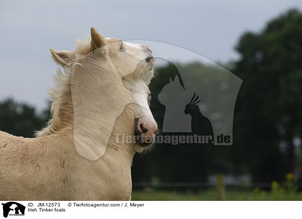 Irish Tinker foals / JM-12573