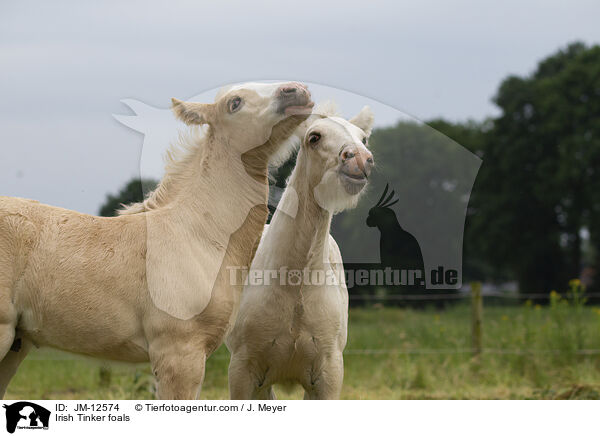Irish Tinker Fohlen / Irish Tinker foals / JM-12574
