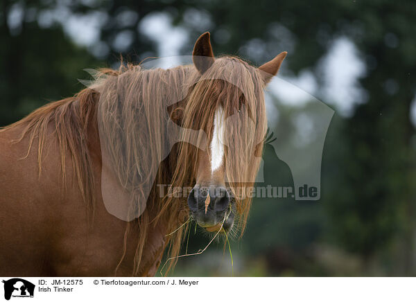 Irish Tinker / JM-12575