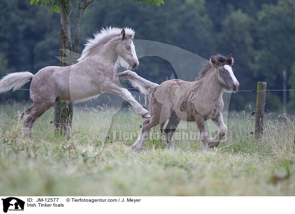 Irish Tinker Fohlen / Irish Tinker foals / JM-12577