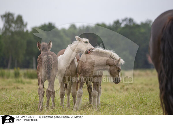 Irish Tinker foals / JM-12579
