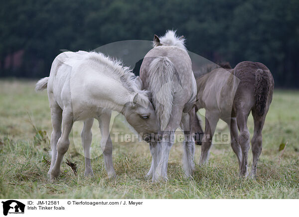 Irish Tinker foals / JM-12581