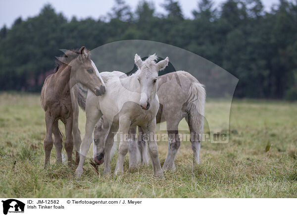 Irish Tinker Fohlen / Irish Tinker foals / JM-12582