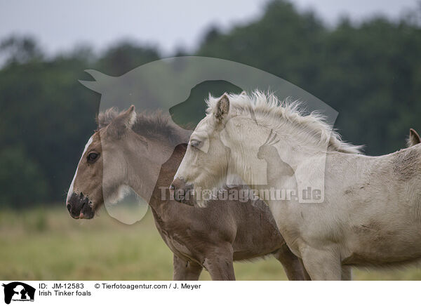 Irish Tinker Fohlen / Irish Tinker foals / JM-12583