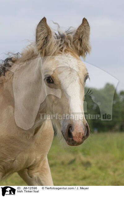 Irish Tinker foal / JM-12596