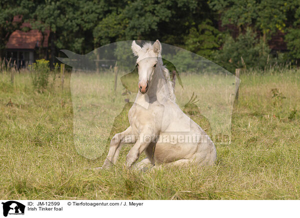 Irish Tinker foal / JM-12599