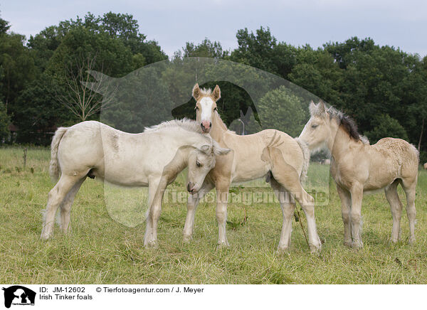 Irish Tinker foals / JM-12602