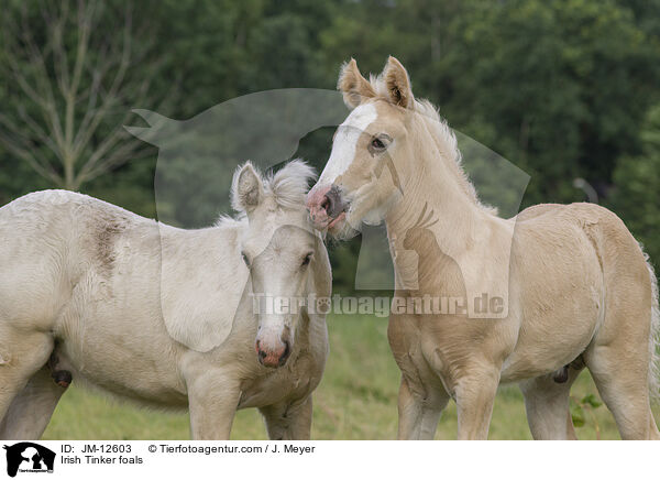 Irish Tinker foals / JM-12603