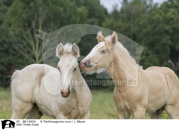 Irish Tinker foals / JM-12604