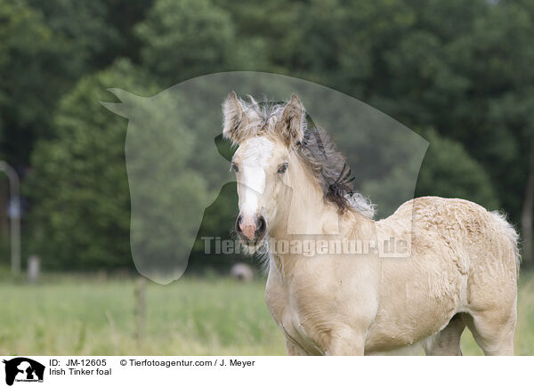 Irish Tinker foal / JM-12605