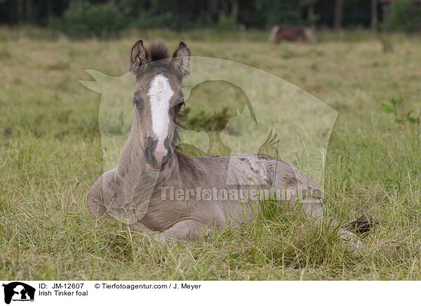 Irish Tinker foal / JM-12607