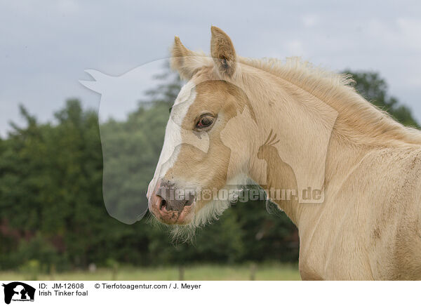 Irish Tinker Fohlen / Irish Tinker foal / JM-12608