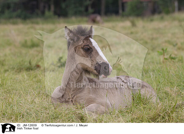 Irish Tinker Fohlen / Irish Tinker foal / JM-12609