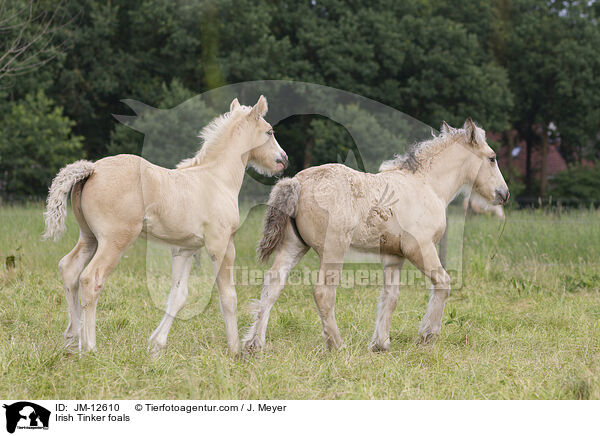 Irish Tinker foals / JM-12610