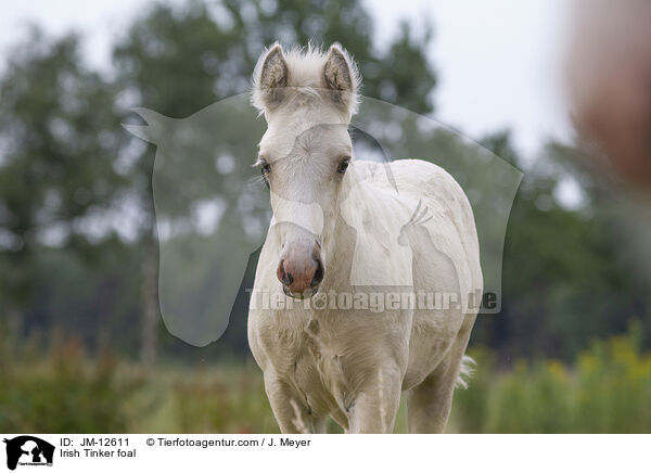 Irish Tinker foal / JM-12611