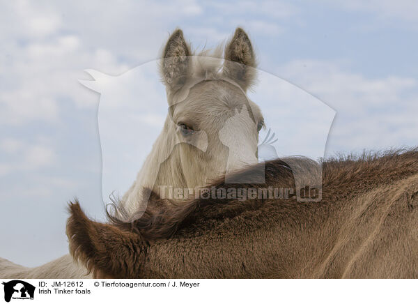 Irish Tinker Fohlen / Irish Tinker foals / JM-12612