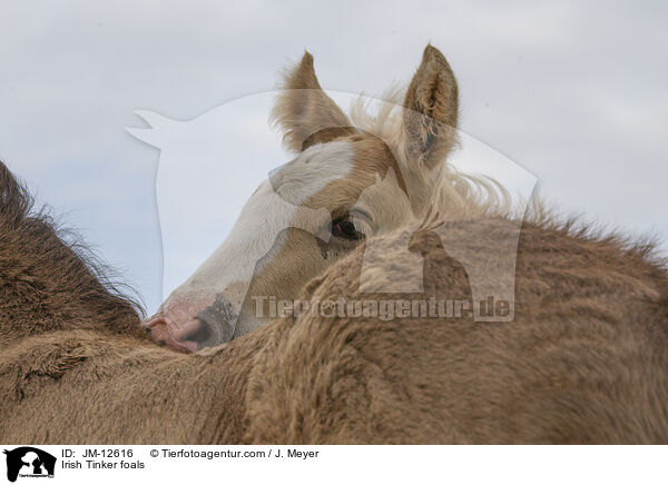 Irish Tinker foals / JM-12616