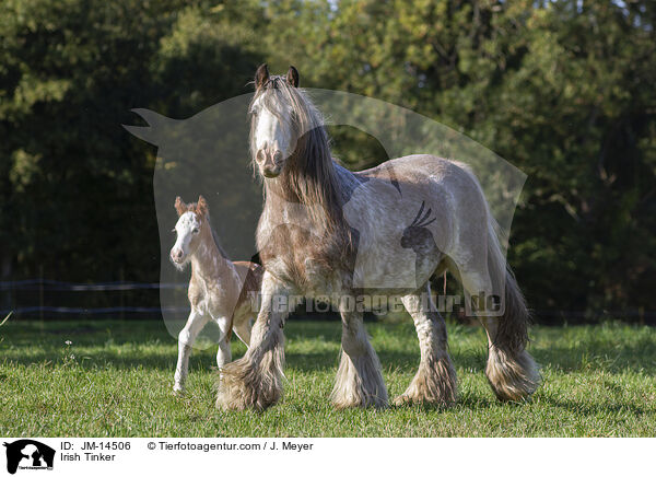 Irish Tinker / Irish Tinker / JM-14506