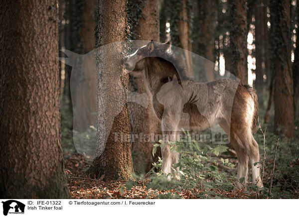 Irish Tinker Fohlen / Irish Tinker foal / IFE-01322