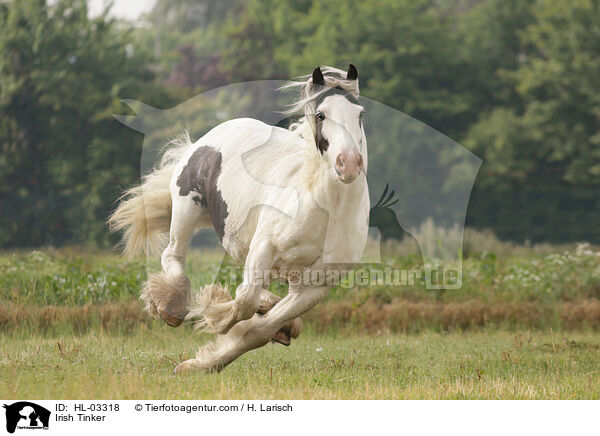 Irish Tinker / Irish Tinker / HL-03318