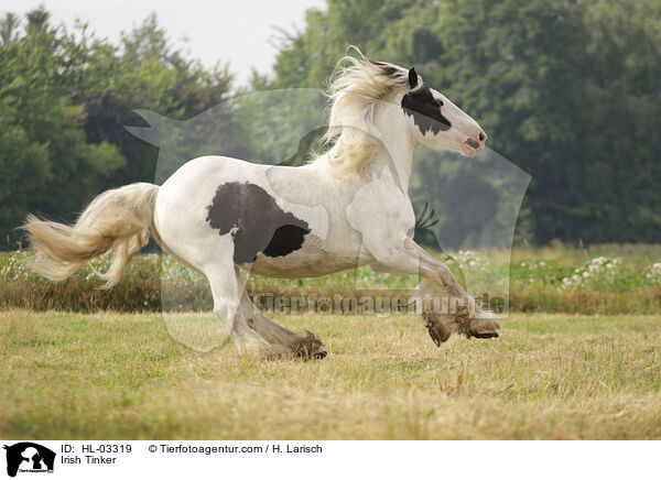 Irish Tinker / Irish Tinker / HL-03319