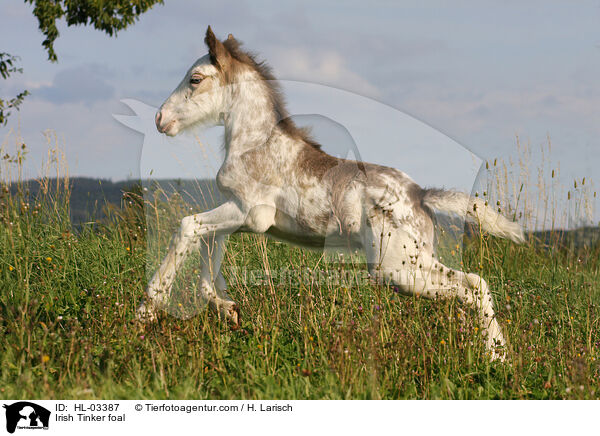 Irish Tinker Fohlen / Irish Tinker foal / HL-03387