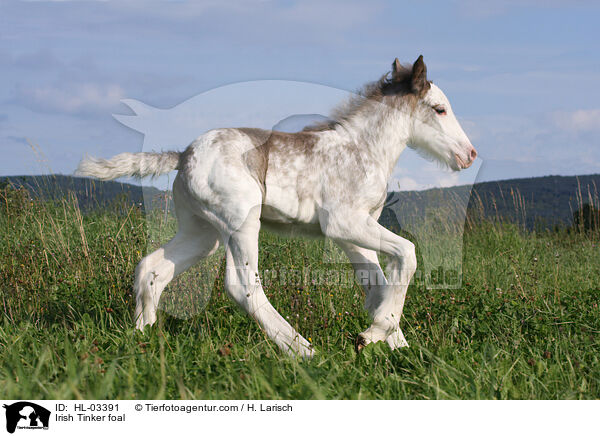 Irish Tinker Fohlen / Irish Tinker foal / HL-03391