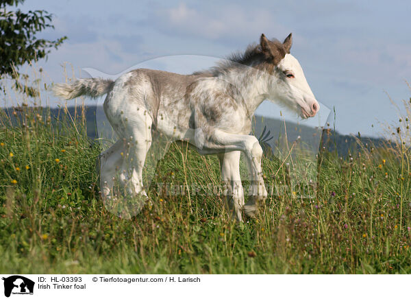 Irish Tinker foal / HL-03393