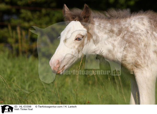 Irish Tinker foal / HL-03398