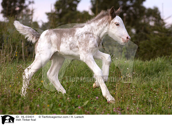 Irish Tinker Fohlen / Irish Tinker foal / HL-03401