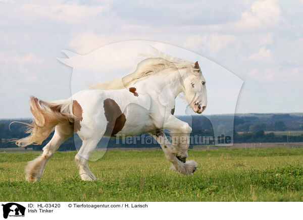 Irish Tinker / Irish Tinker / HL-03420