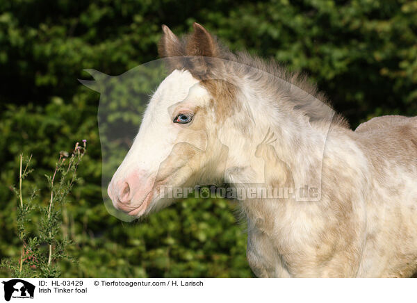 Irish Tinker foal / HL-03429