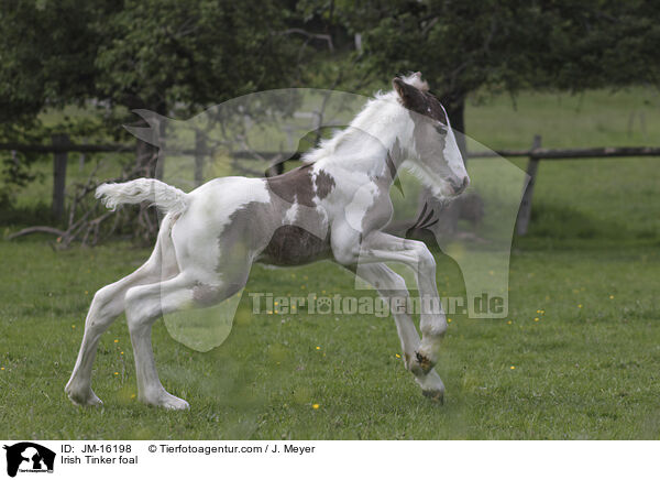 Irish Tinker Fohlen / Irish Tinker foal / JM-16198