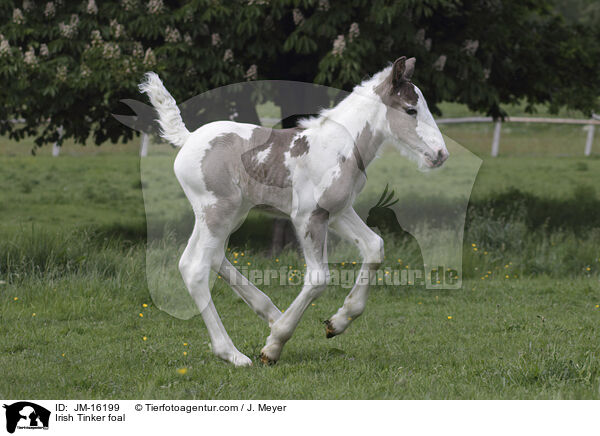 Irish Tinker foal / JM-16199
