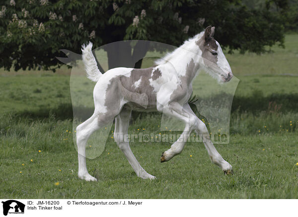 Irish Tinker foal / JM-16200