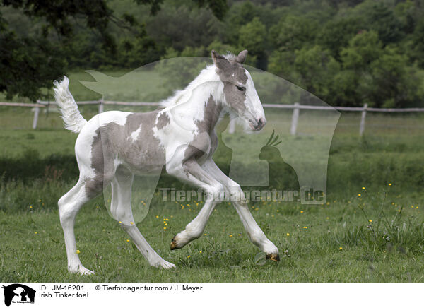 Irish Tinker Fohlen / Irish Tinker foal / JM-16201
