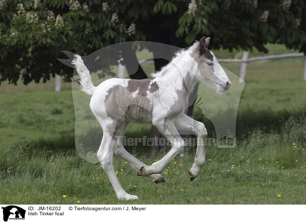 Irish Tinker foal / JM-16202
