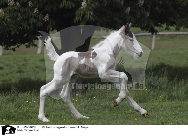 Irish Tinker foal / JM-16203
