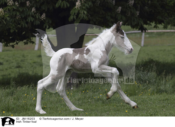 Irish Tinker Fohlen / Irish Tinker foal / JM-16203