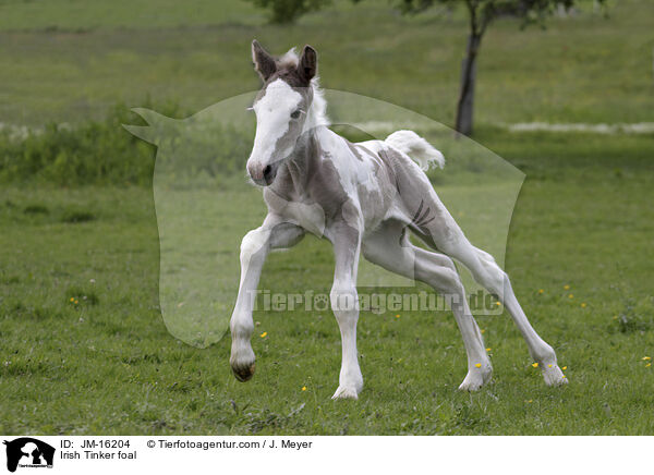 Irish Tinker Fohlen / Irish Tinker foal / JM-16204