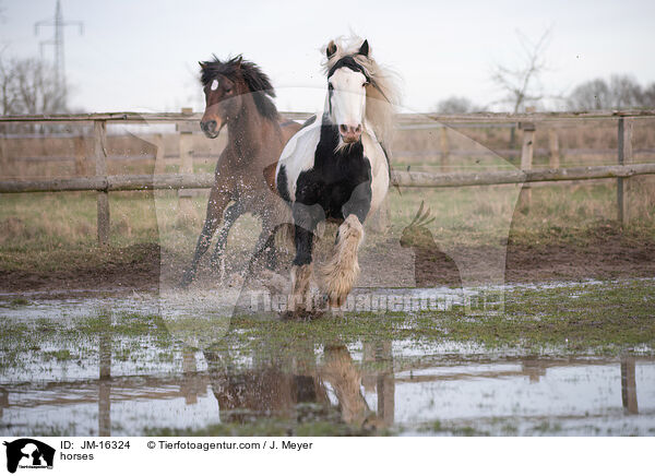 Pferde / horses / JM-16324