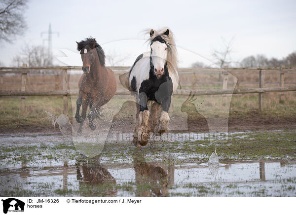 Pferde / horses / JM-16326