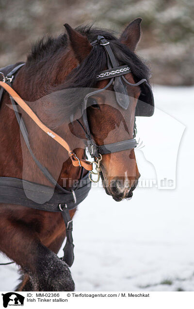 Irish Tinker stallion / MM-02366