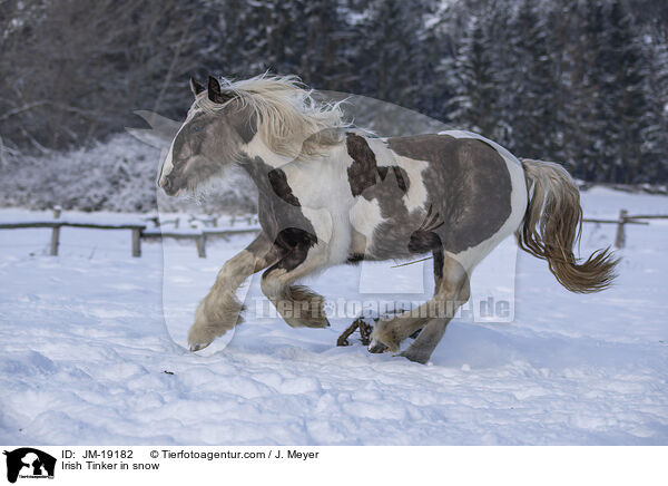 Irish Tinker im Schnee / Irish Tinker in snow / JM-19182