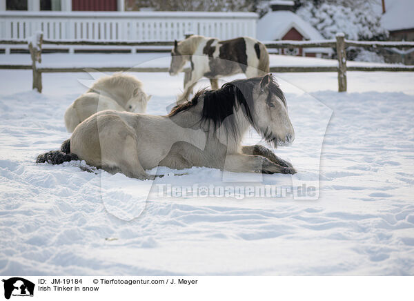 Irish Tinker im Schnee / Irish Tinker in snow / JM-19184