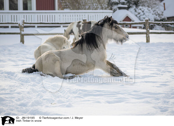 Irish Tinker im Schnee / Irish Tinker in snow / JM-19185