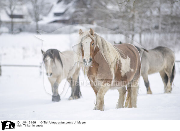 Irish Tinker im Schnee / Irish Tinker in snow / JM-19196