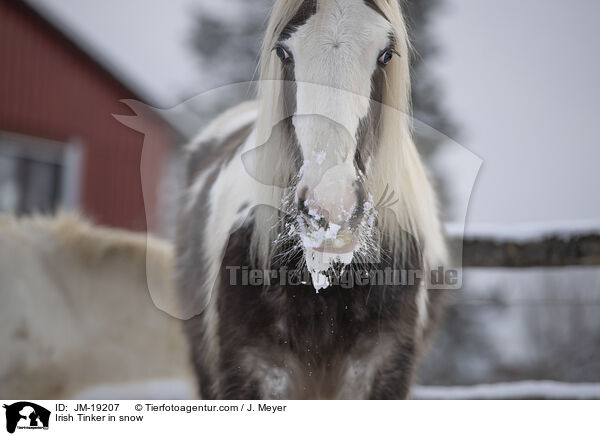 Irish Tinker im Schnee / Irish Tinker in snow / JM-19207