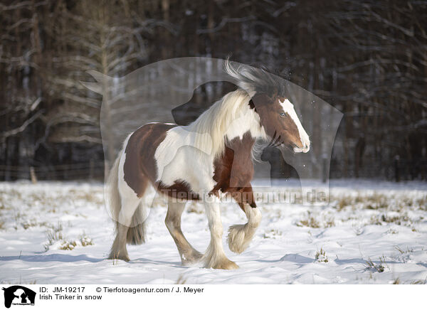 Irish Tinker im Schnee / Irish Tinker in snow / JM-19217